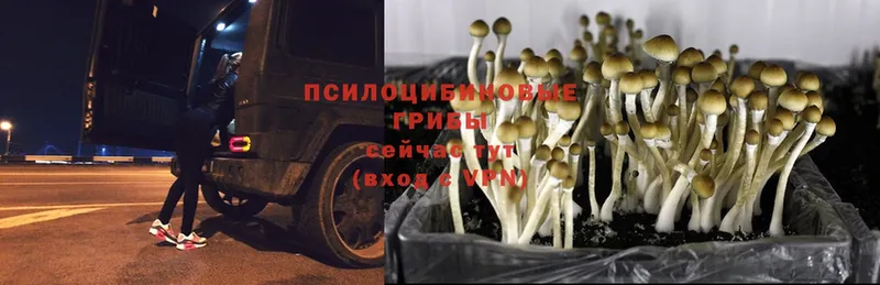 ссылка на мегу ONION  Сорочинск  Псилоцибиновые грибы Magic Shrooms 